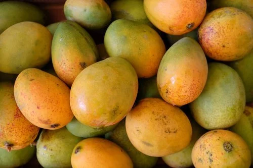 Mango Tree Grafted Nam Doc Mai, Kesar, Julie, East Indian & more